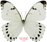 Morpho luna (Mexico) A2